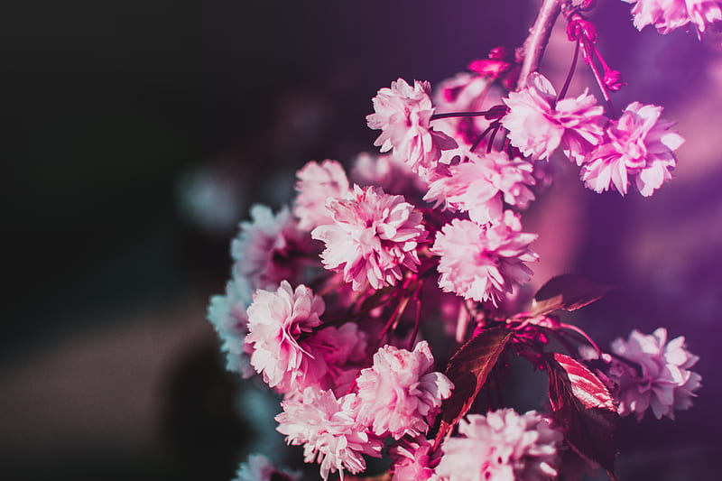flowers, bloom, branch, pink, blur, HD wallpaper
