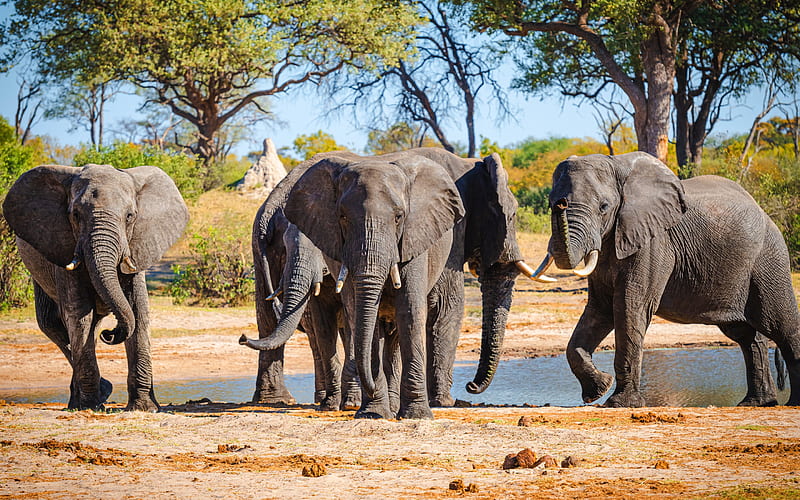 elephants, wildlife, elephants family, Africa, lake, desert, wild animals, HD wallpaper