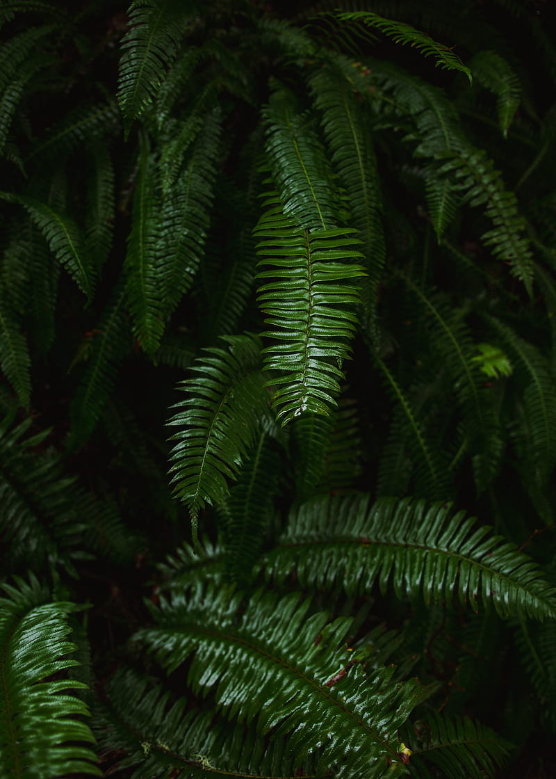 fern, plant, green, leaves, HD phone wallpaper