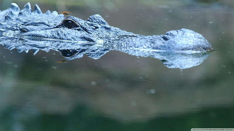 alligator in water, water, alligator, deadly, reptile, HD wallpaper