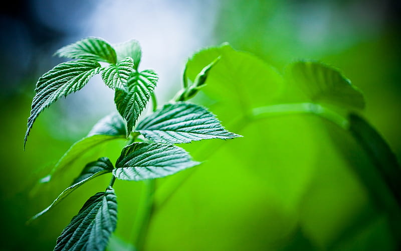 green mint leaves-plants graphy, HD wallpaper