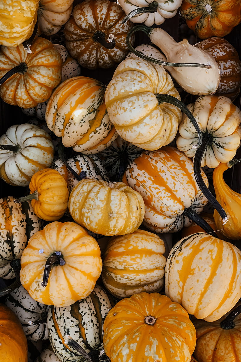 Pumpkin, vegetable, autumn, halloween, HD phone wallpaper | Peakpx