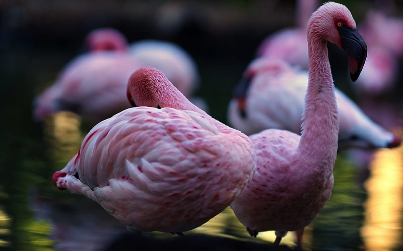 pink flamingo, lake, wildlife, flamingos, phoenicopterus, HD wallpaper