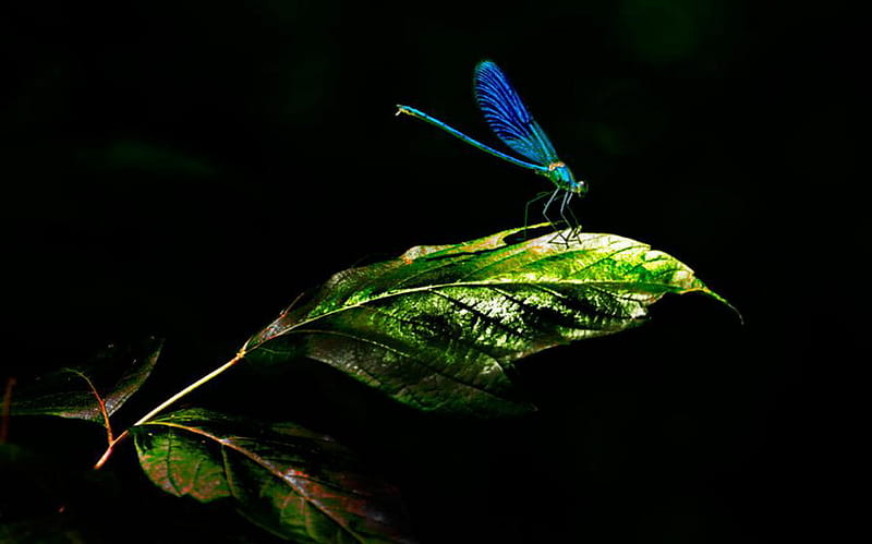 Dragonfly blue, green leaf, black background, dragonfly, insect, blue, HD wallpaper