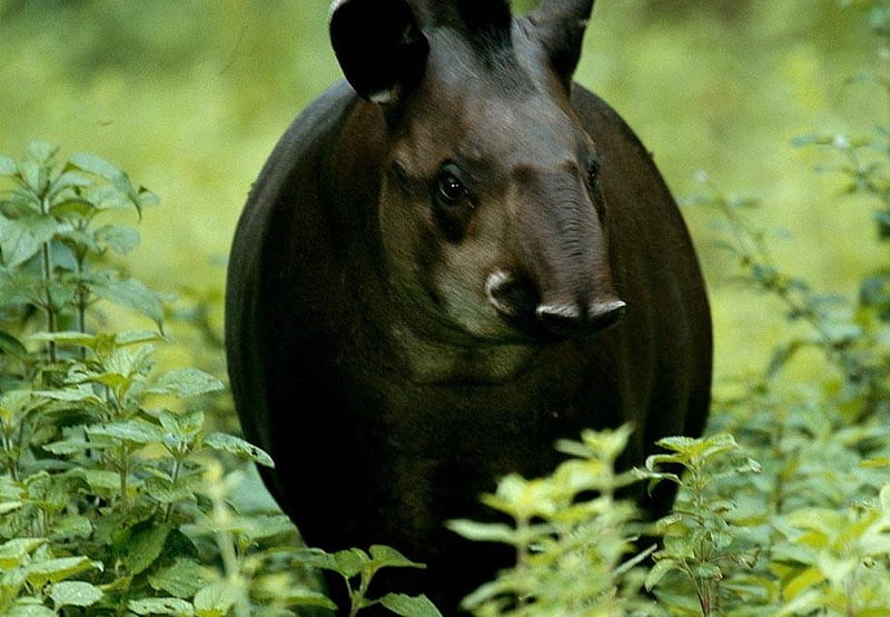 Lone Tapir, shrubbery, tapir, animal, HD wallpaper