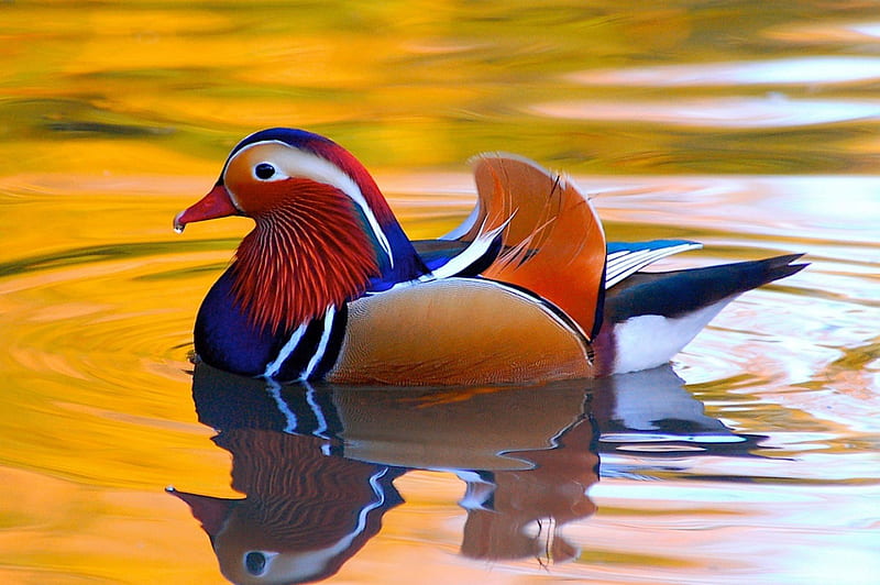 Mandarin duck, mandarin, red, orange, lake, animal, water, duck, bird, aqua, nature, white, blue, HD wallpaper