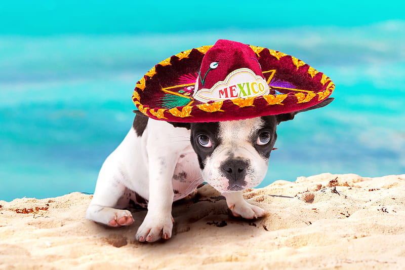 :), mexican, caine, sea, hat, beach, cute, water, summer, pink, dog, puppy, HD wallpaper