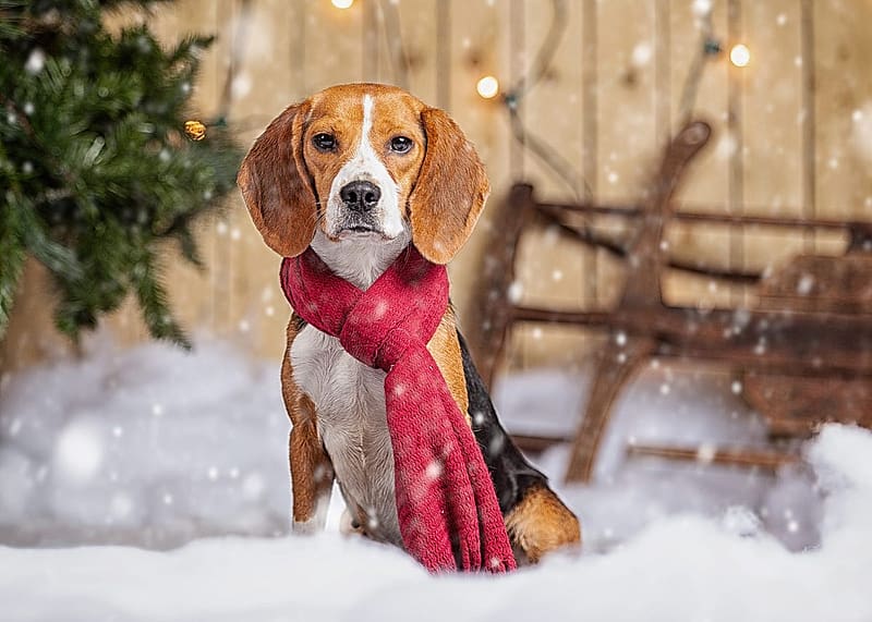 Bagel the beagle up for adoption soon, Christmas Beagle, HD wallpaper