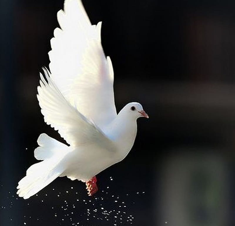 White Dove, dove, bonito, white, bird, HD wallpaper