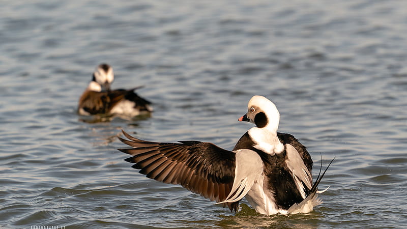 Brown White Long-tailed Duck On Body Of Water Animals, HD wallpaper