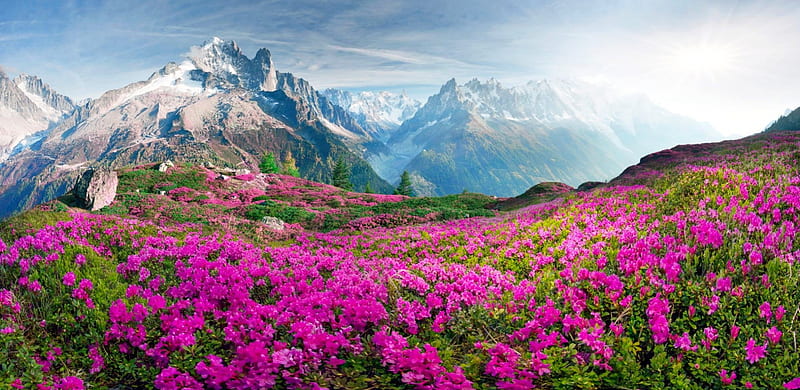 Alpine landscape, meadow, landscape, Alps, glacier, bonito, spring, delicate, sky, mountain, snow, rhododendrons, wildflowers, peaks, Blooms, HD wallpaper