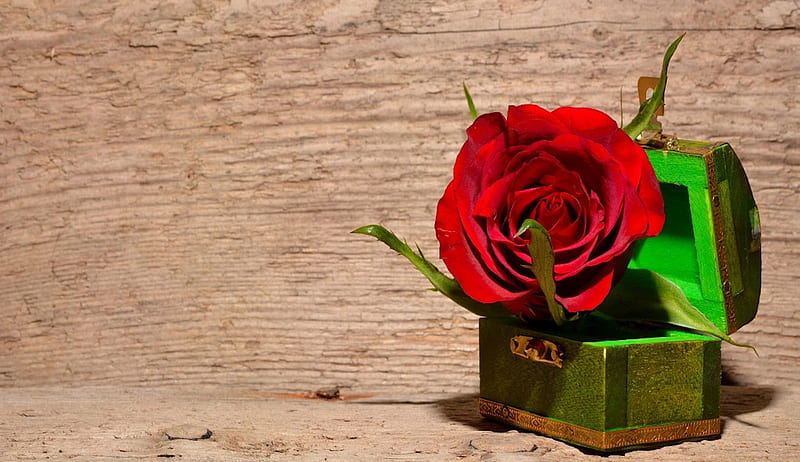 Rose in a Box, valentines day, blossom, case, flower, petals, HD wallpaper