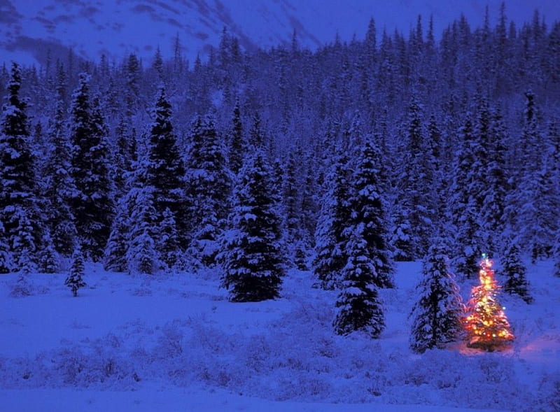 Christmas in Wilderness, forest, christmas tree, snow, decoration, lights, HD wallpaper