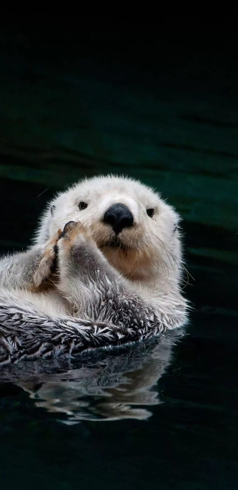 Otter, love, bear, iphone, navy, otters, polar, samsung, sea ...