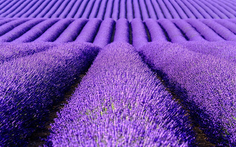 lavender field, purple flowers, lavender, flower field, Netherlands, HD wallpaper