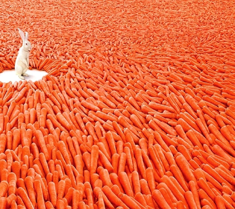rabbit and carrot, HD wallpaper