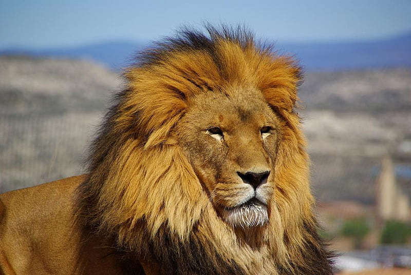 Leo the Lion, cat, lion, animal, HD wallpaper | Peakpx