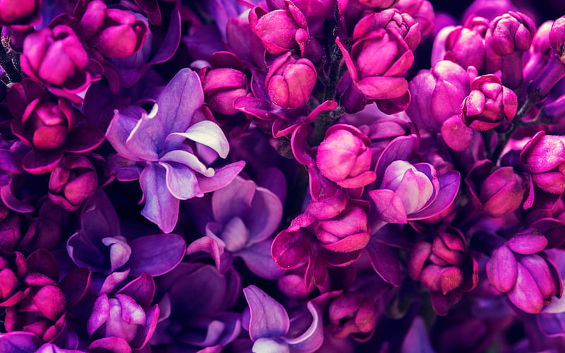 lilac, spring, close-up, purple flowers, HD wallpaper