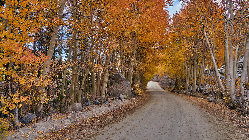 Man Made, Road, Fall, Forest, HD wallpaper