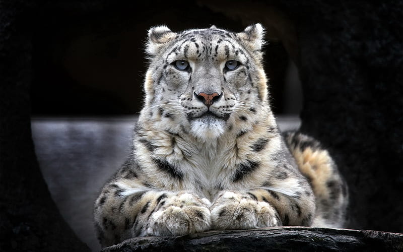 Snow Leopard 2, snow-leopard, animals, predator, HD wallpaper
