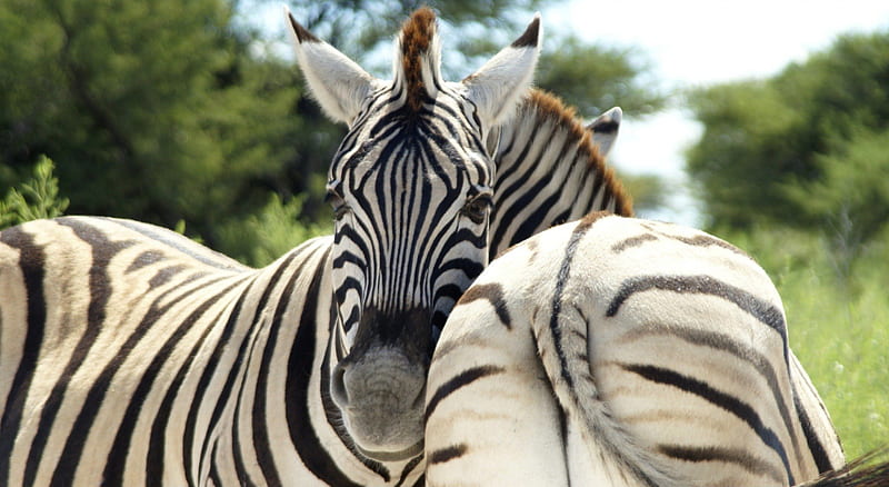 Frontal & Back View, cool, zebras, face, butt, HD wallpaper