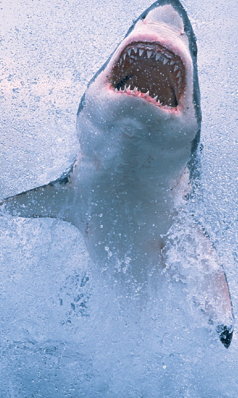Great White Shark, animal, fish, great white marine, HD phone wallpaper