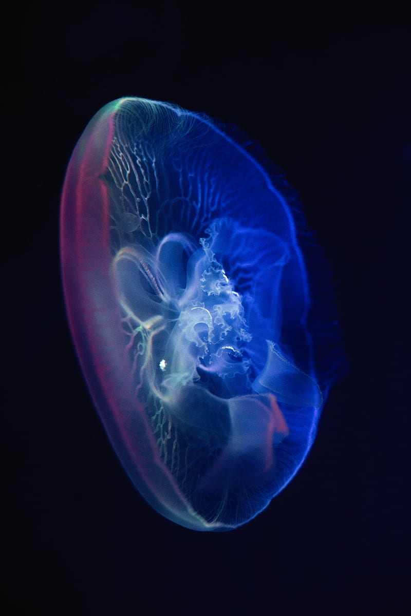 jellyfish, glow, transparent, water, underwater, HD phone wallpaper