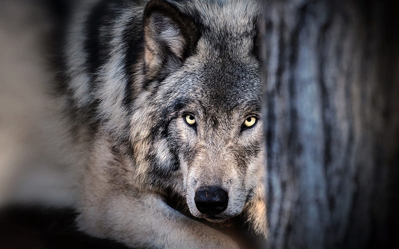 wolf, wildlife, forest, predator, dangerous animals, HD wallpaper