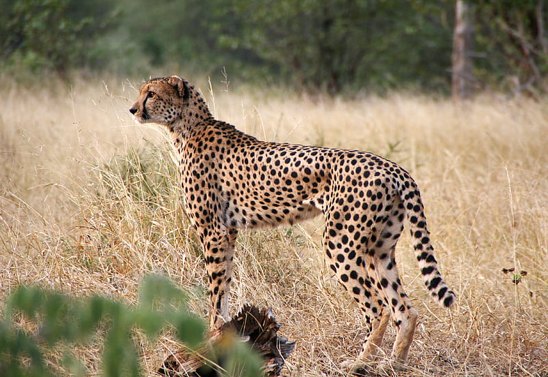 cheetah, big cat, profile, glance, predator, grass, HD wallpaper