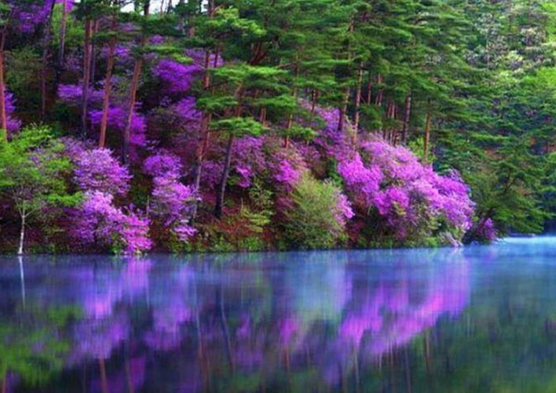 Lake Reflection, forest, nature, reflection, trees, lake, HD wallpaper