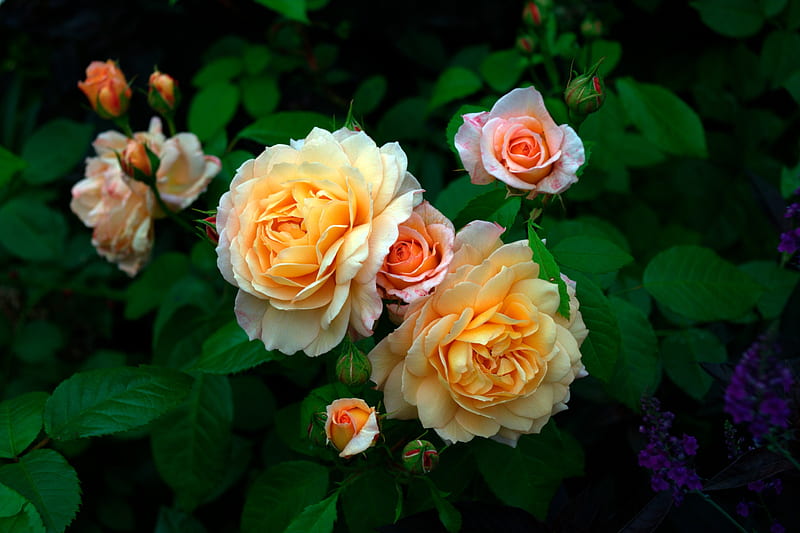 Yellow Roses, Leaves, Roses, Flowers, Bush, HD wallpaper | Peakpx