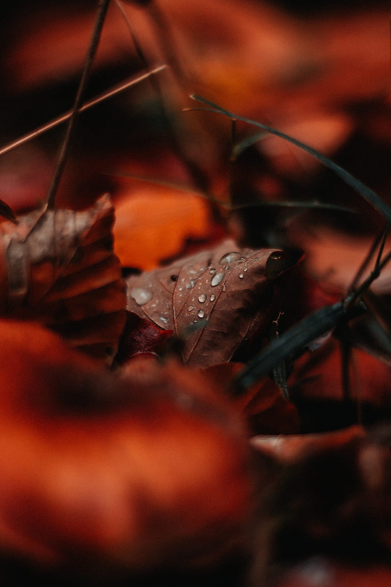 leaf, drops, moisture, macro, autumn, HD phone wallpaper