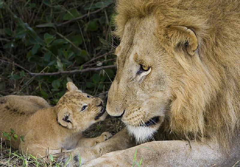 Fatherhood, kenya, cub, masai mara, safari, cats, lion, HD wallpaper