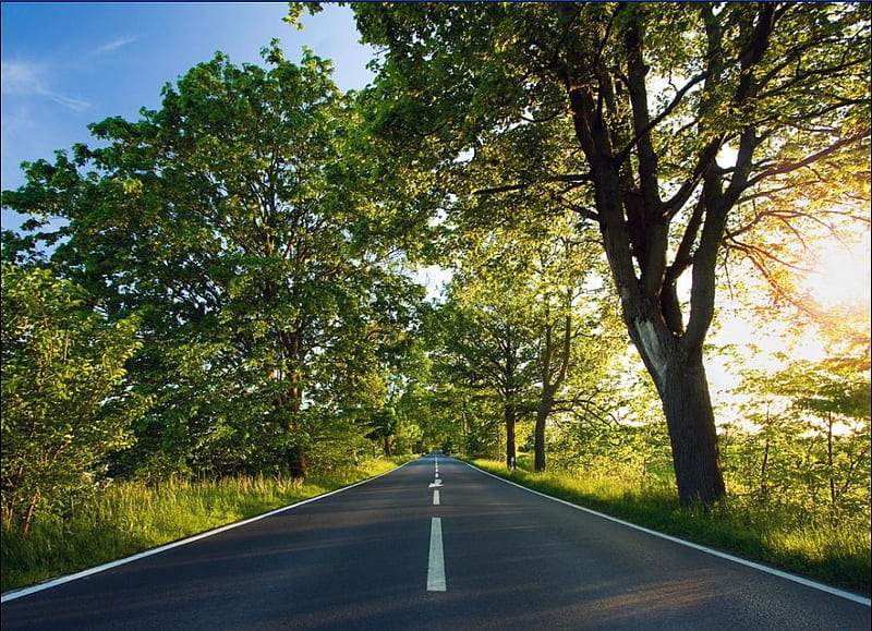 straight ahead, summer, road, trees, HD wallpaper