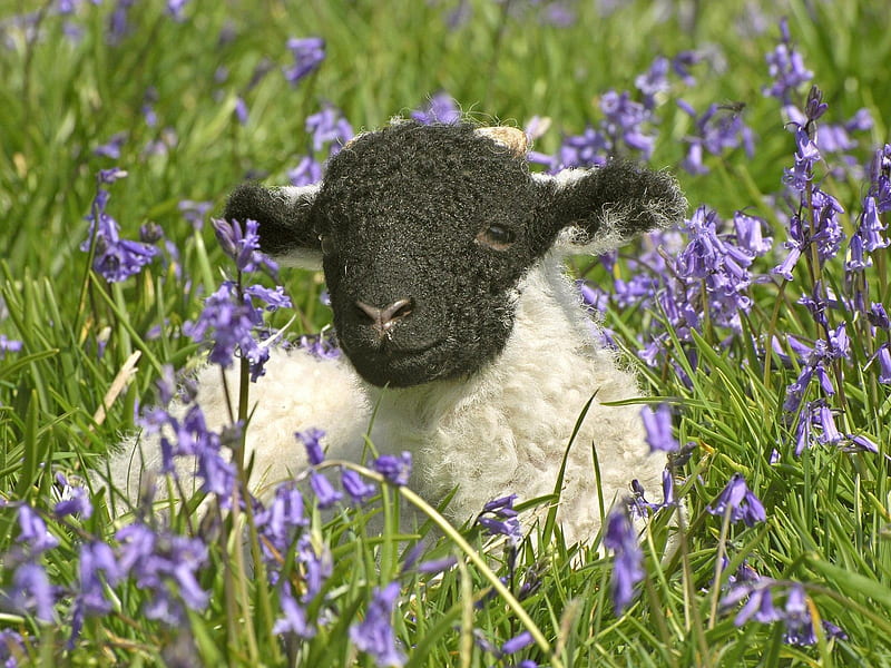 Black head sheep, Grass, Black head, Sheep, Flowers, Animals, HD wallpaper