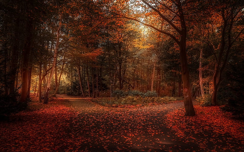 Autumn Day In The Forest, HD wallpaper