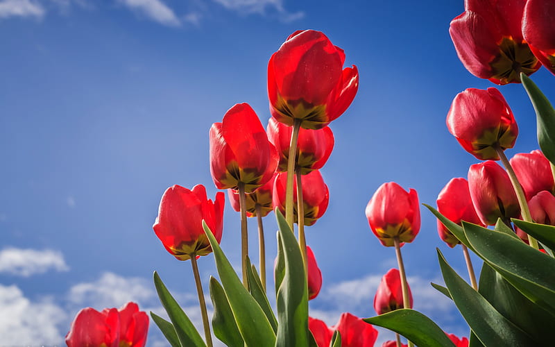 red tulips, spring, blue clear sky, red flowers, tulips, flower field, HD wallpaper