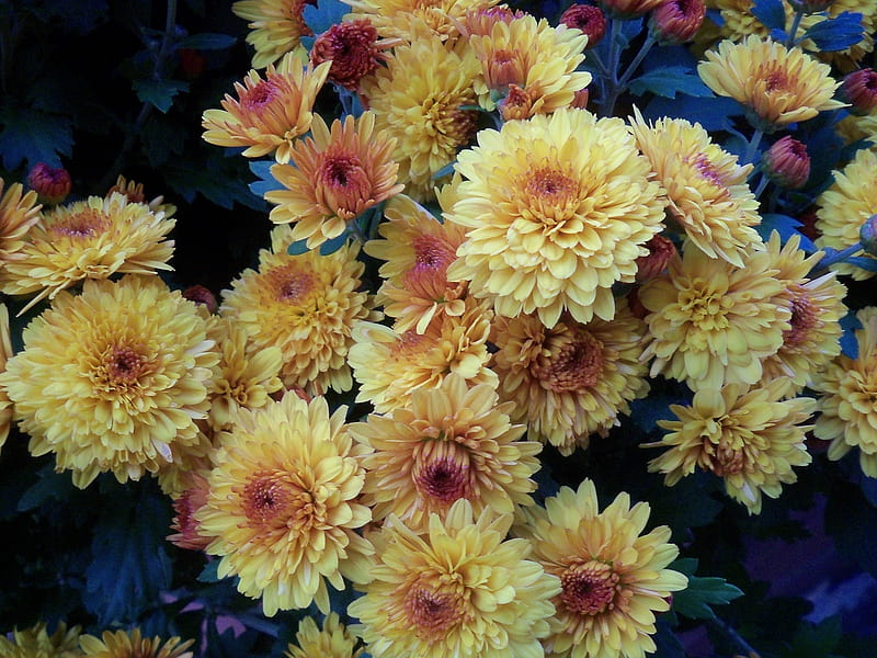 Cheery chrysanthemums, pretty, annual, orange, perennial, flowers, yellow, chrysanthemums, nature, HD wallpaper