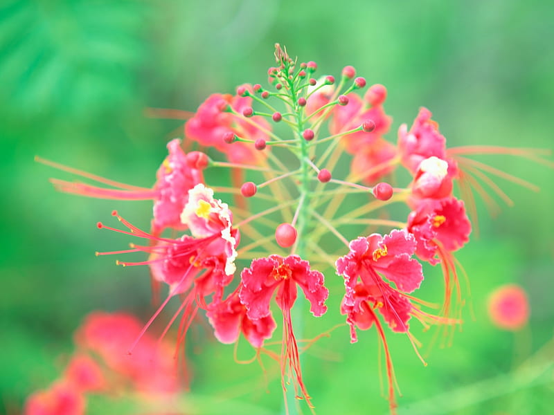 Very beautiful flower- Tahiti Dream, HD wallpaper