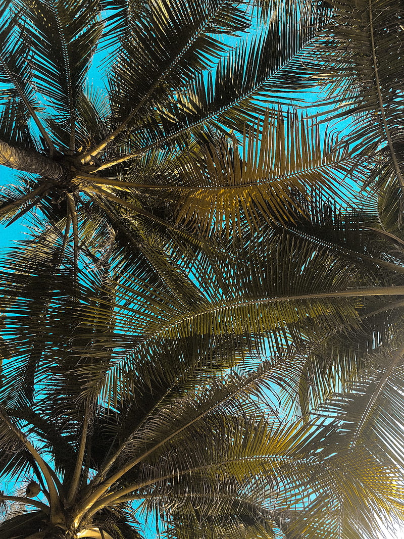 Low Angle graphy of Coconut Trees, HD phone wallpaper