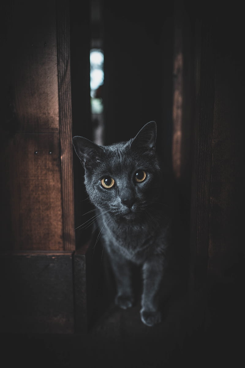 cat, gray, glance, pet, dark, HD phone wallpaper