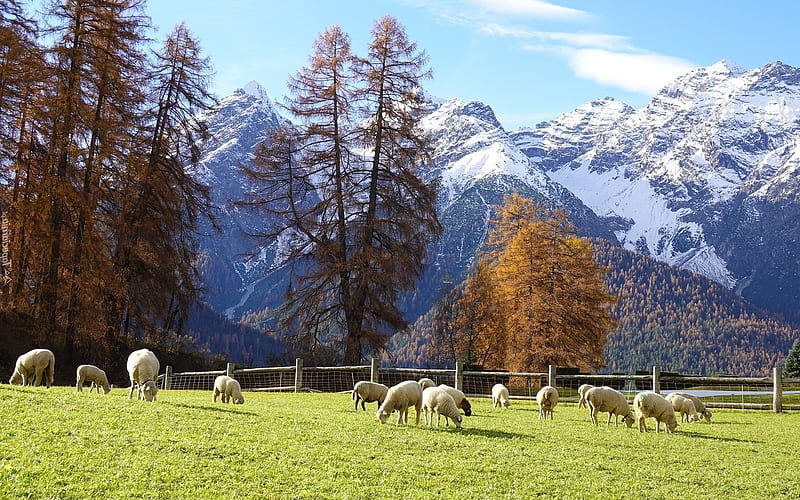 Sheep on Pasture, sheep, pasture, mountains, animals, trees, HD wallpaper