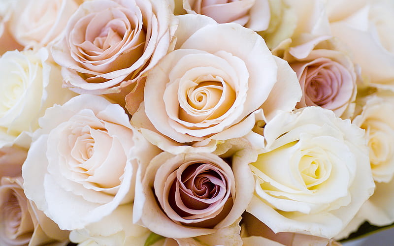 white roses, pink roses, background with roses, beautiful flowers, roses, bouquet of roses, HD wallpaper
