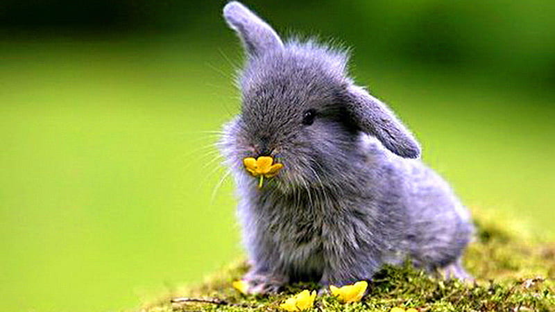 Lindo conejo de ceniza tiene flor amarilla en la boca sentado en la hierba  en un desenfocado animales, Fondo de pantalla HD | Peakpx