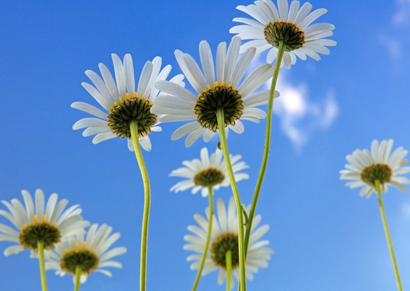 In Full Bloom, blue sky, delicate, stem, freshness, HD wallpaper