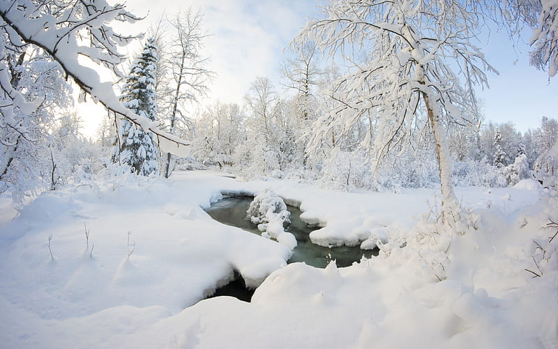 Alaska Forest Snowy-Winter Landscape, HD wallpaper