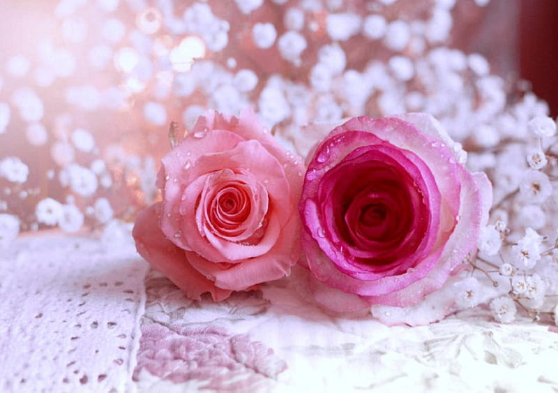 ..Sweet Couple Roses.., pretty, bonito, macro nature, sweet, still life, cut flowers, graphy, arrangement, pink, lovely still life, lovely, colors, love four seasons, creative pre-made, roses, plants, nature, beloved valentines, HD wallpaper