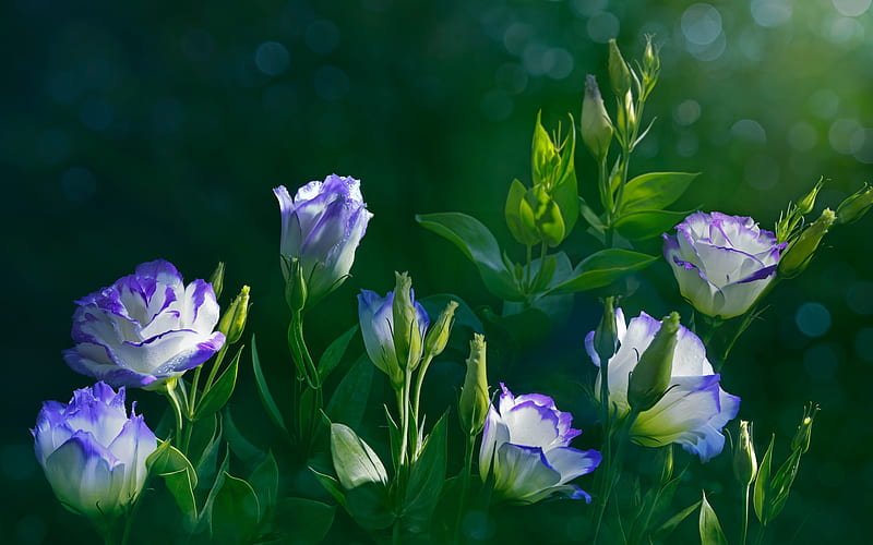 Blue Eustoma, flower, nature, eustoma, blue, HD wallpaper