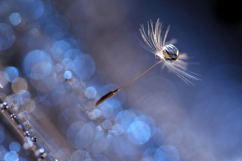 Dandelion seed and water drop, seed, dandelion, andelion, bokeh, water drop, white, blue, HD wallpaper