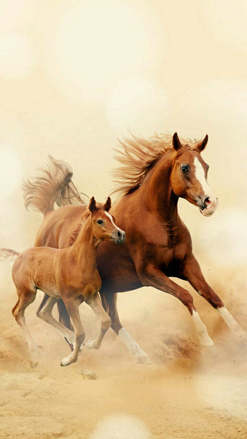 Horses, animal, beauty, cute, horse, pony, HD phone wallpaper | Peakpx